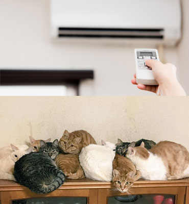 猫対暖房